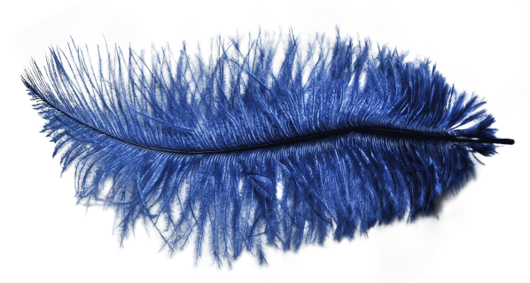 bluefeather bluefeather